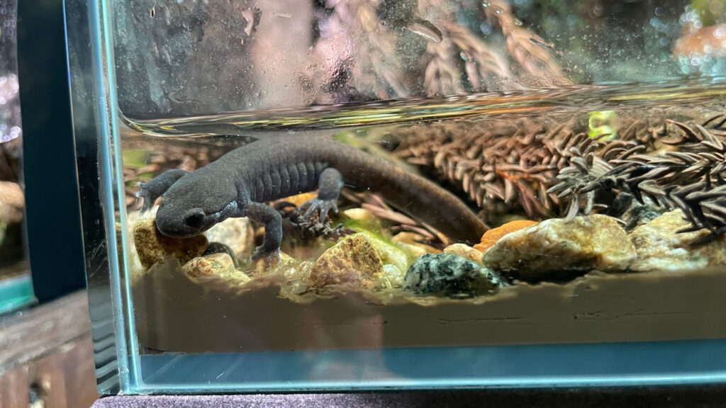 魚津水族館 ホクリクサンショウウオ