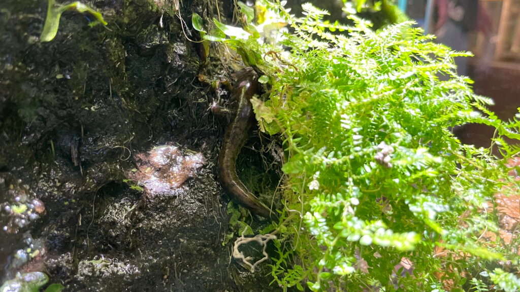 魚津水族館 ハクバサンショウウオ