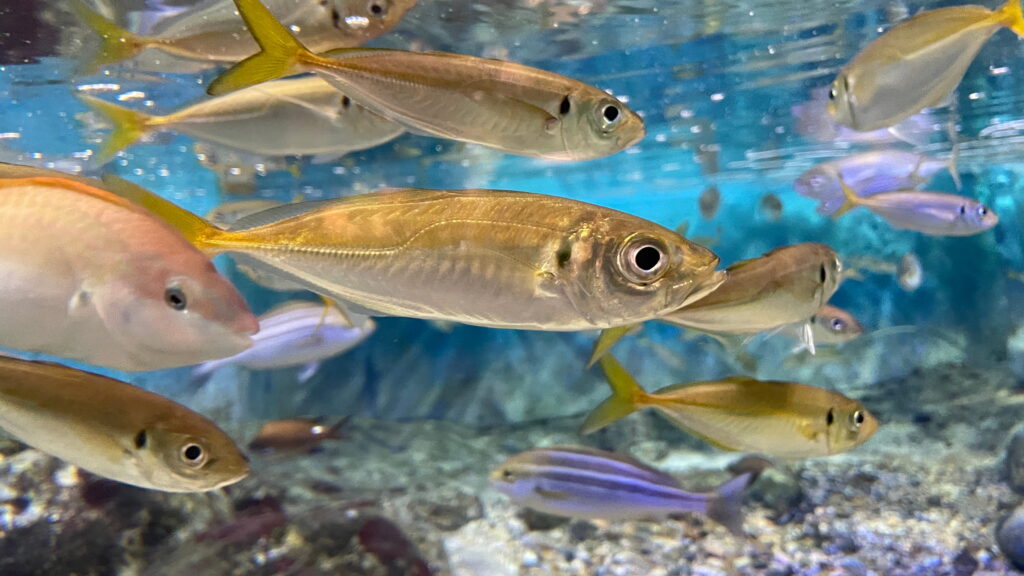 魚津水族館 マアジ