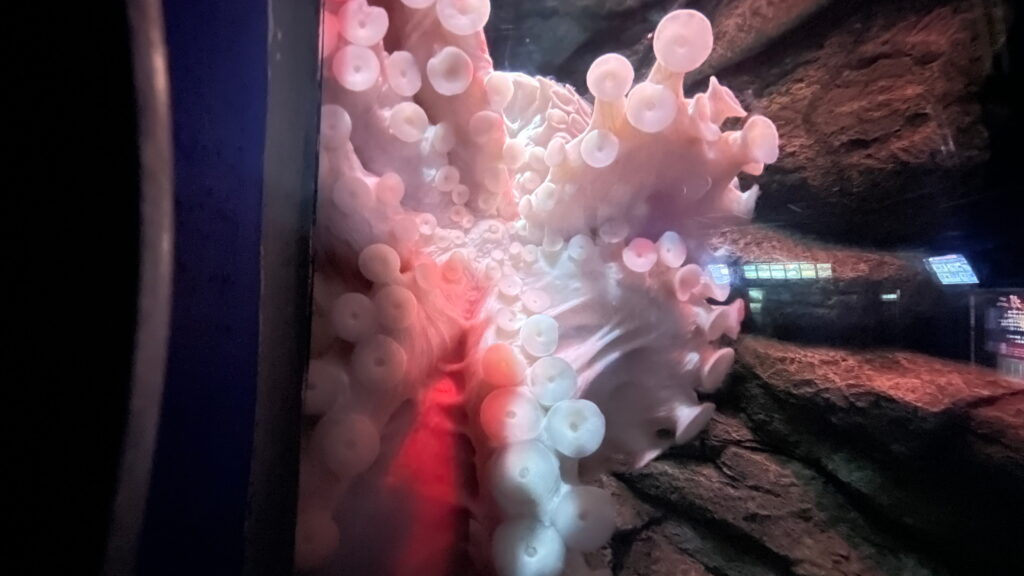 魚津水族館 ミズダコ