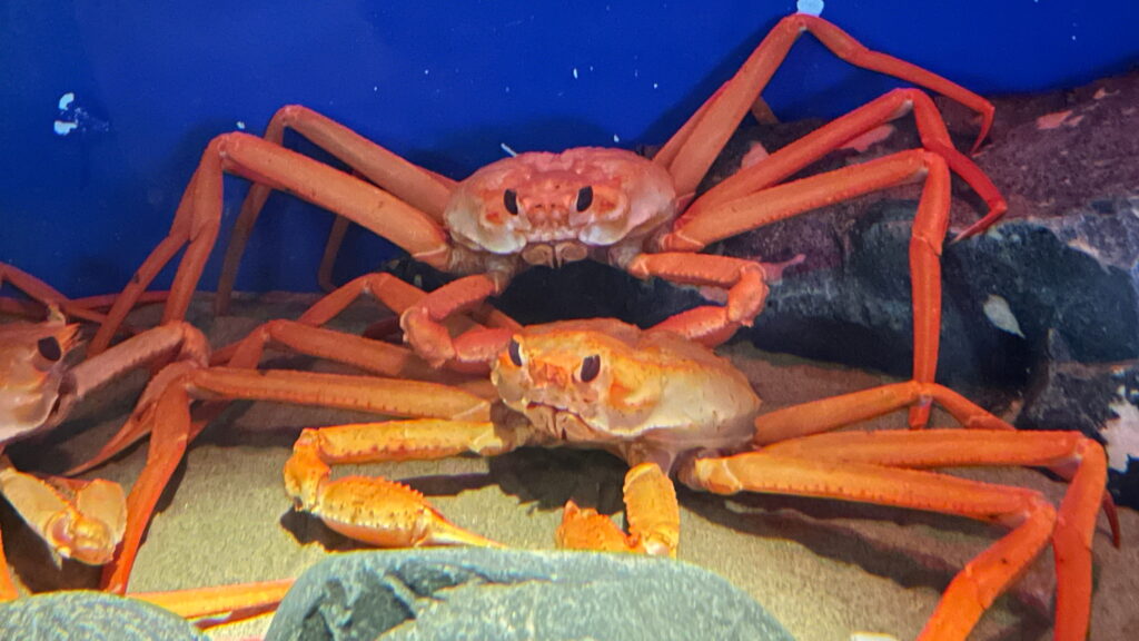 魚津水族館 紅ズワイガニ