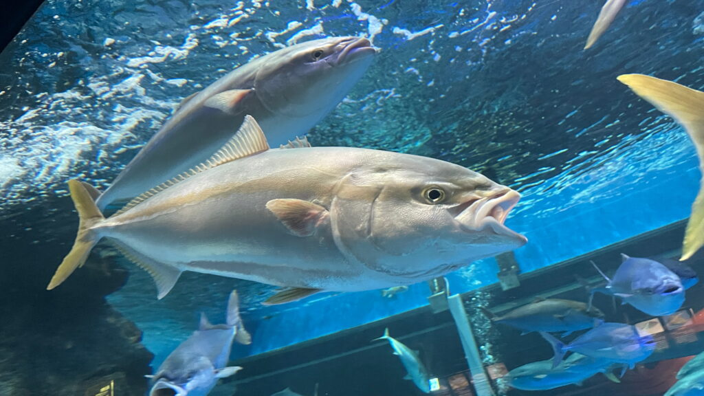 魚津水族館