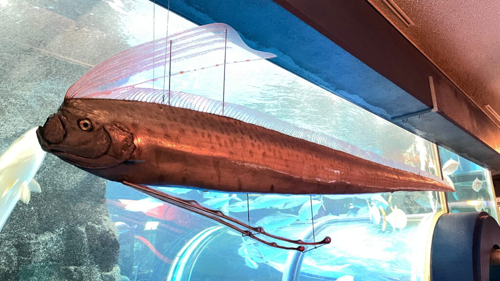 魚津水族館 リュウグウノツカイ