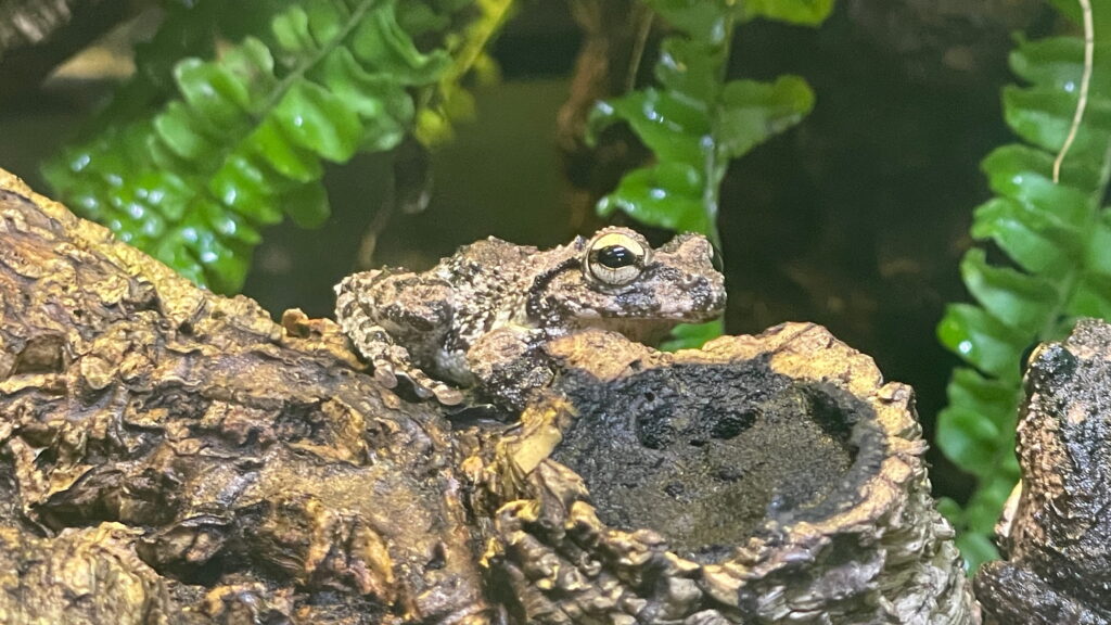 魚津水族館 アイフィンガーガエル