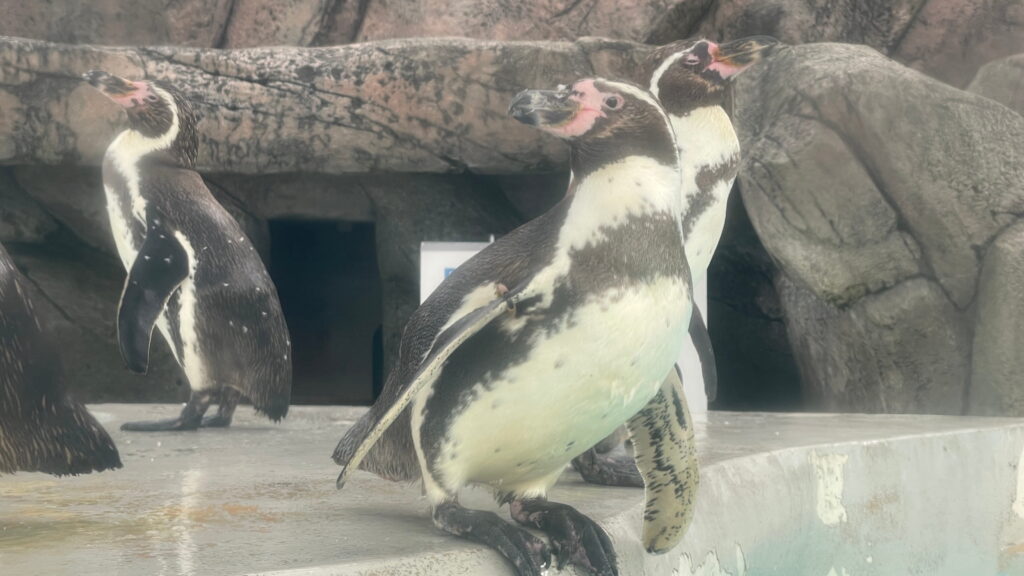 魚津水族館 フンボルトペンギン