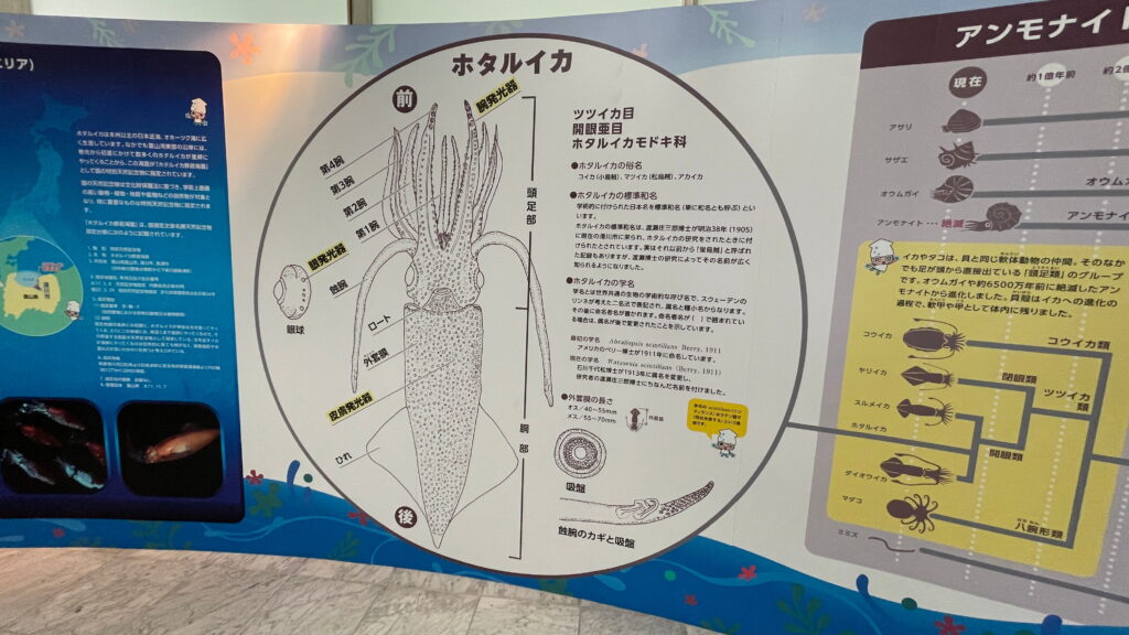 道の駅 ウェーブパークなめりかわ ほたるいかミュージアム