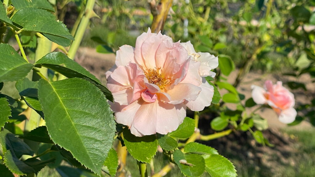 高岡おとぎの森公園