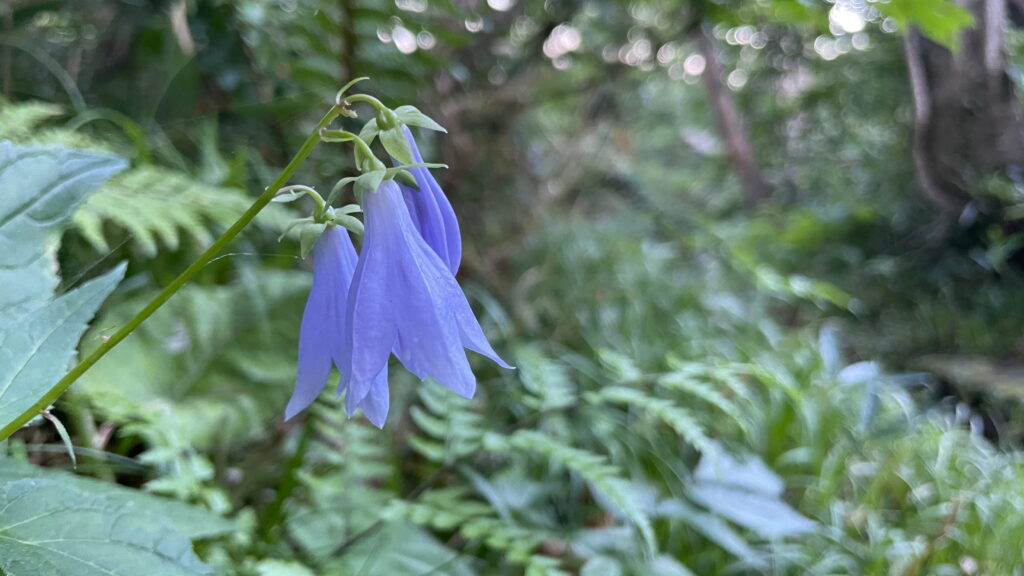 白山　ホタルブクロ