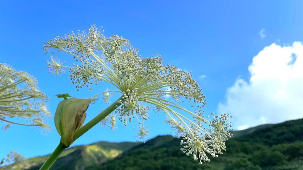 ミヤマシシウド 白山