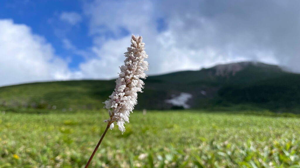 イブキトラノオ　白山