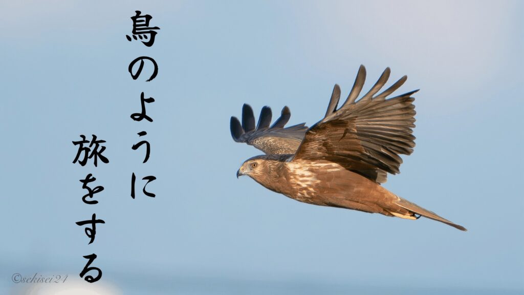 フロントページ　サムネ　チュウヒ　鳥のように旅をする