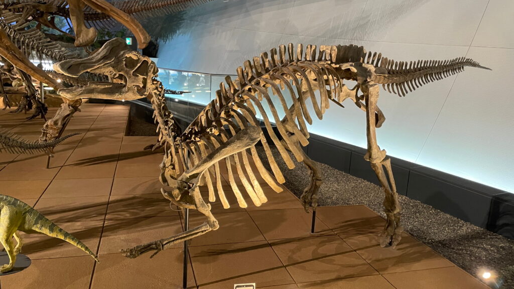 福井県立恐竜博物館　ニッポノサウルス