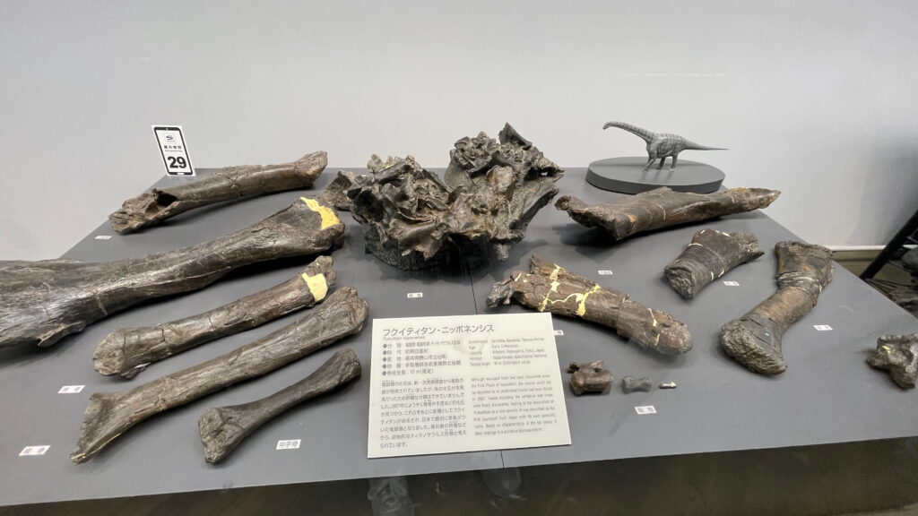 福井県立恐竜博物館　フクイティタン・ニッポネンシス