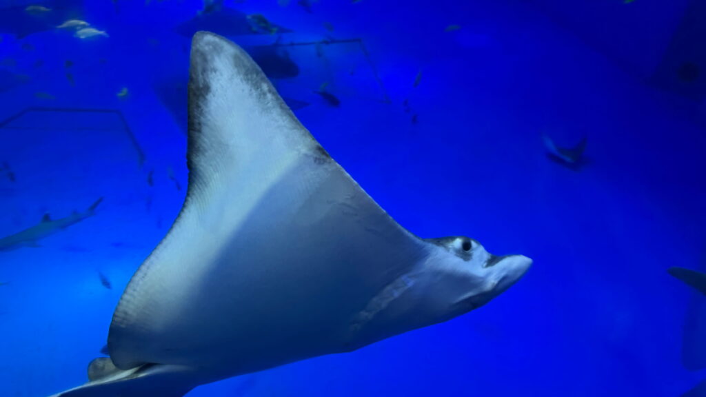 のとじま水族館