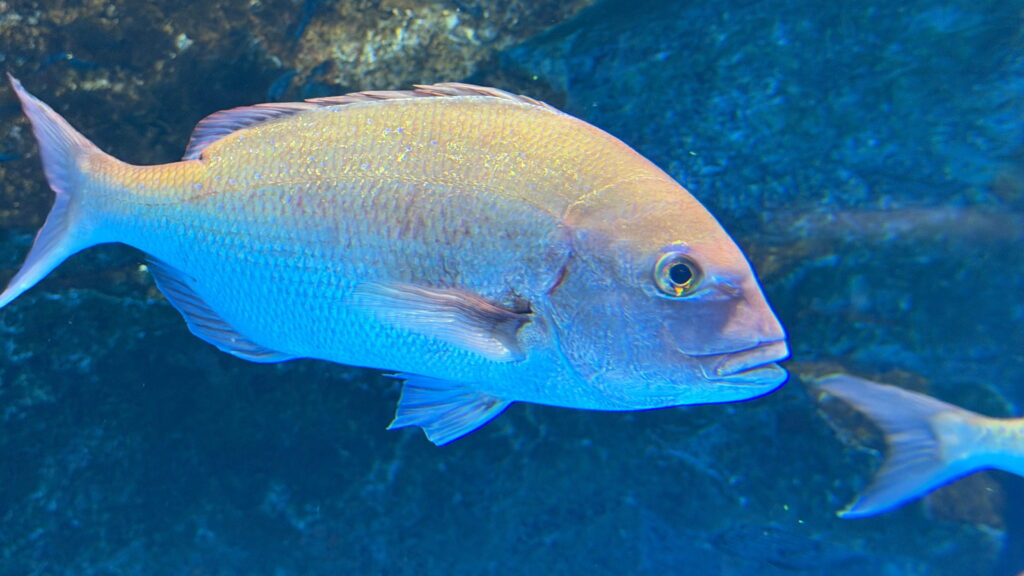 のとじま水族館　マダイ
