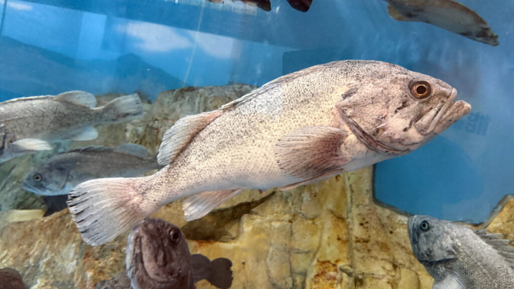 のとじま水族館　クロソイ