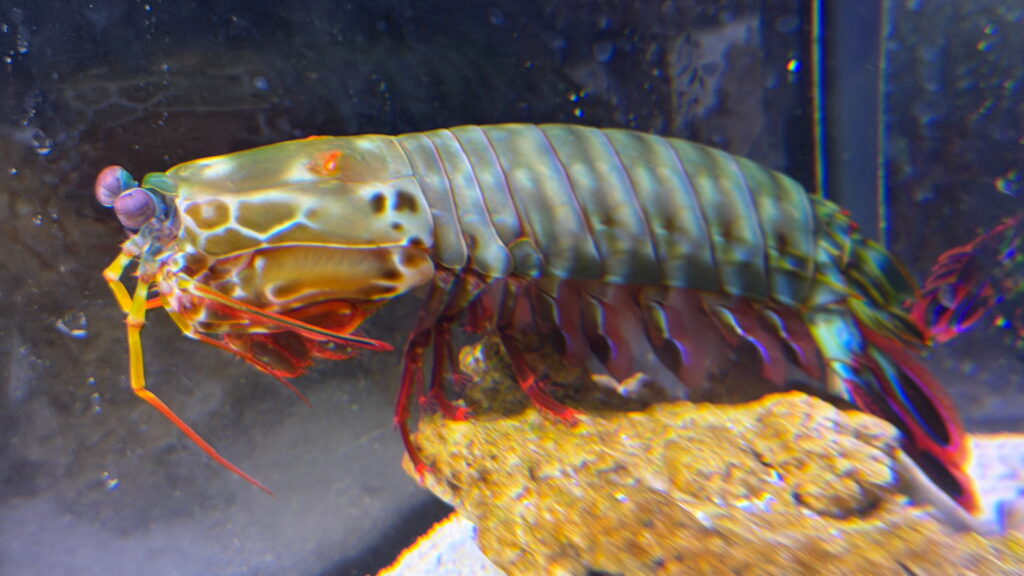 のとじま水族館　モンハナシャコ