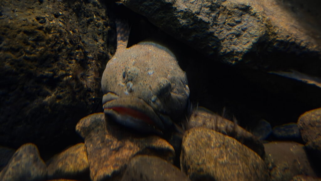 のとじま水族館　ゴリ