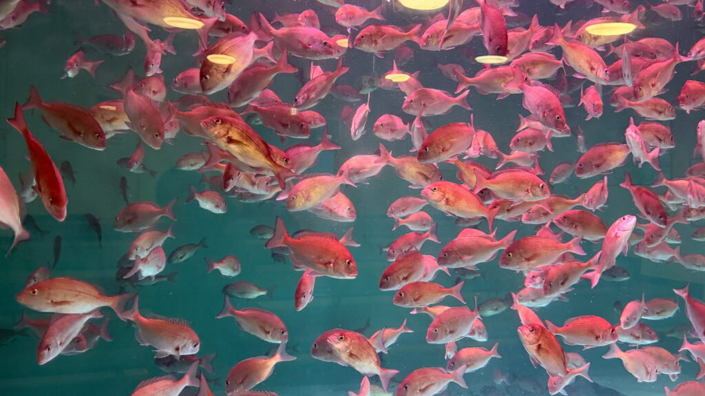 のとじま水族館　マダイ