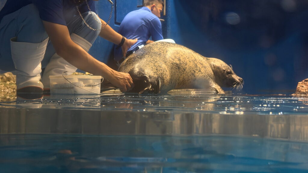 のとじま水族館　ゴマフアザラシ