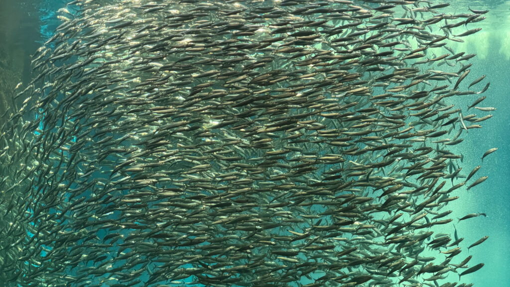 のとじま水族館　カタクチイワシ