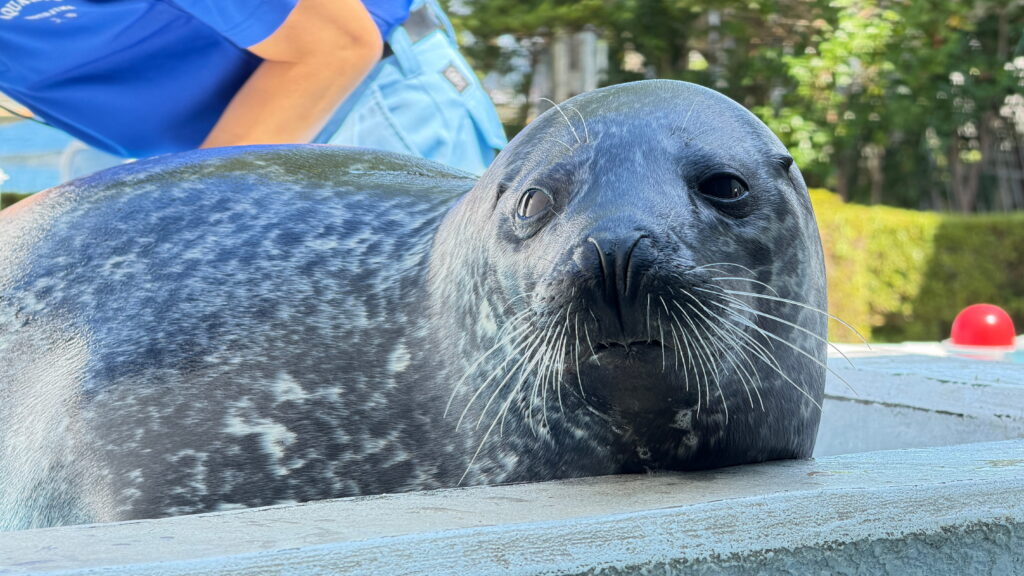のとじま水族館　ゴマフアザラシ