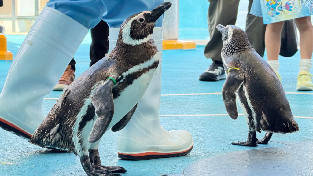 のとじま水族館　マゼランペンギン
