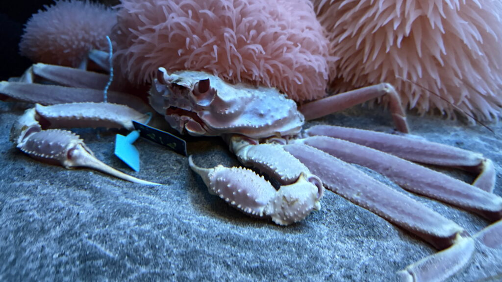 のとじま水族館　白いズワイガニ