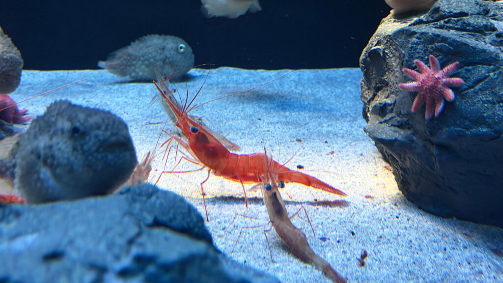 のとじま水族館　ホッコクアカエビ　甘エビ