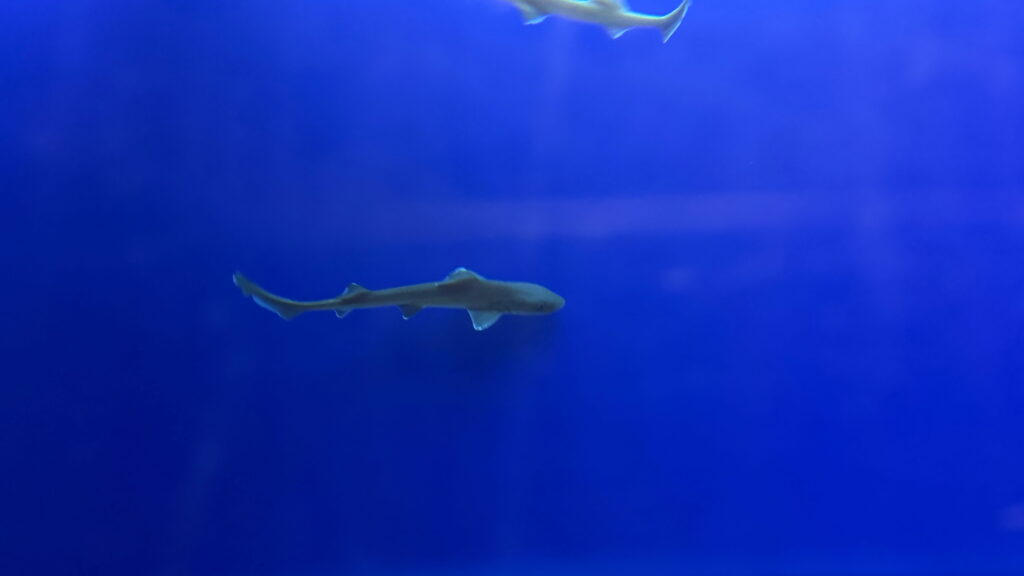 のとじま水族館　ホシザメ