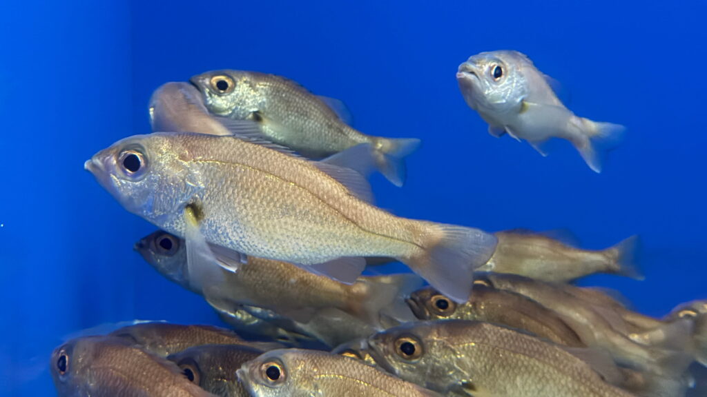 のとじま水族館　ノドグロ　アカムツ