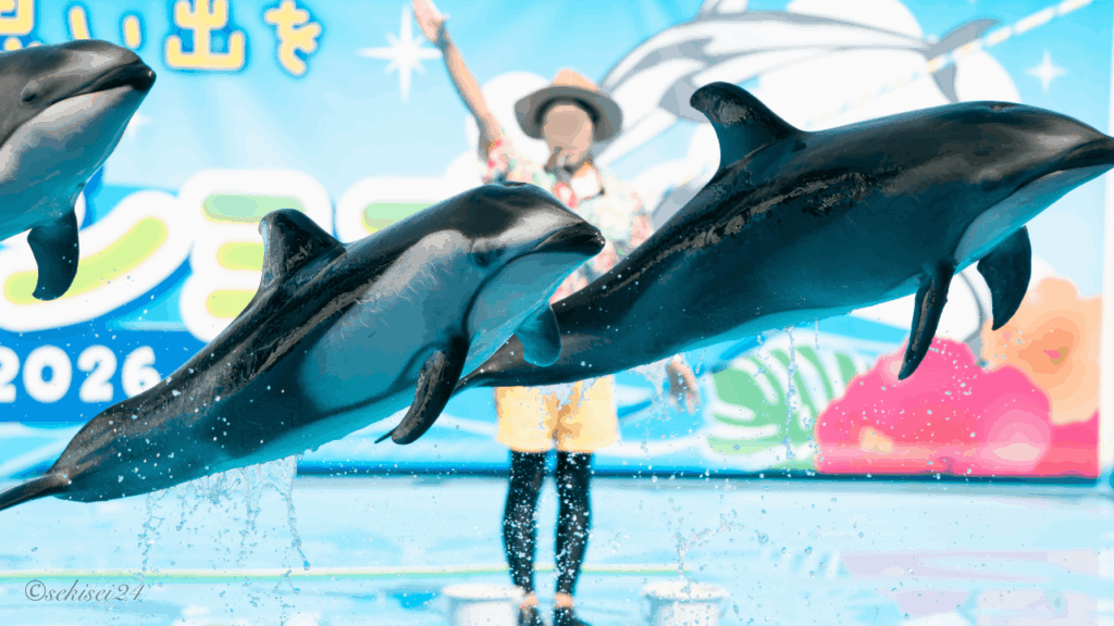 のとじま水族館　ミナミバンドウイルカ