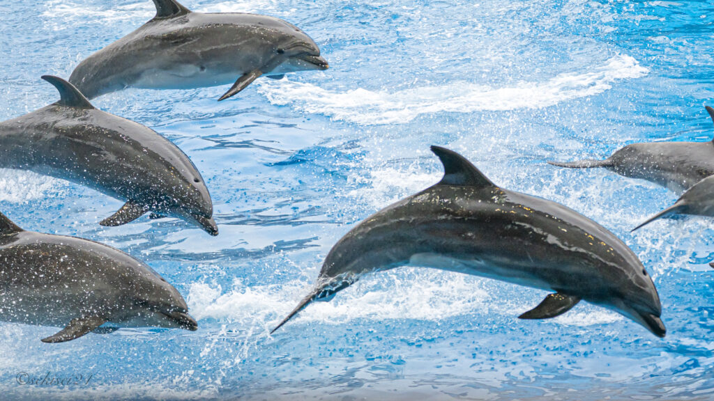 名古屋港水族館　バンドウイルカ