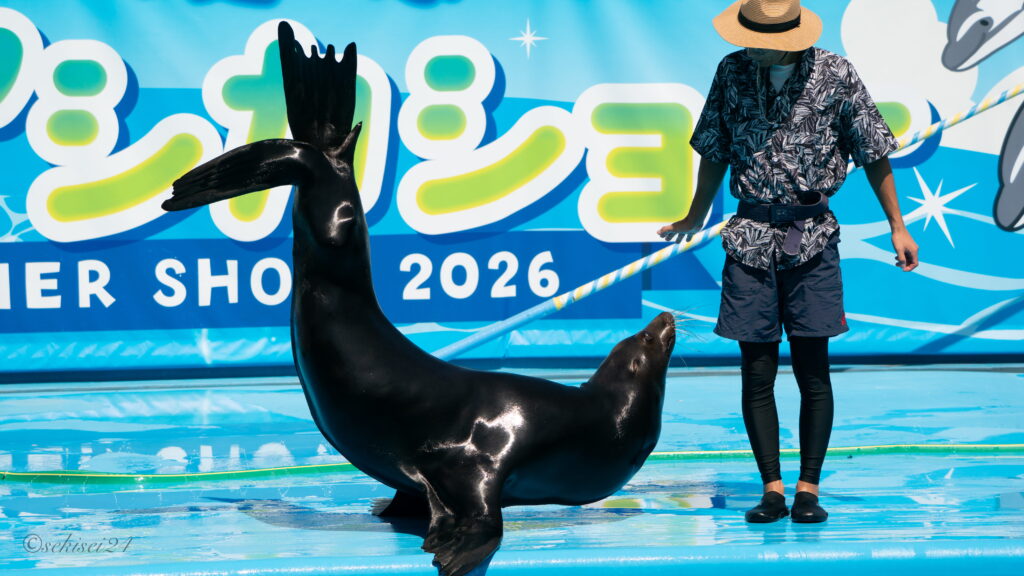 のとじま水族館　カルフォルニアアシカ